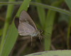 IMG 8060 Skipper-1-1