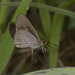 IMG 8060 Skipper-1-1