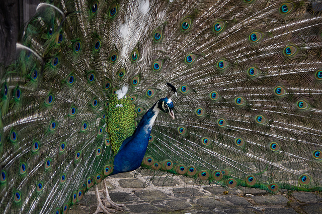 Peacock - closeup