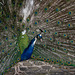 Peacock - closeup