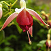 20230723 3114CPw [D~LIP] Fuchsie (Fuchsia cultigen), UWZ, BS