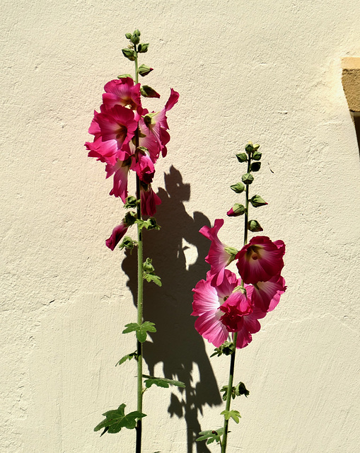 Blumen an einer Hauswand Blumen an einer Hauswand