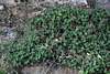 Teucrium scorodonia