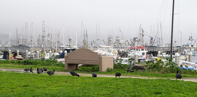 Pillar Point Harbor (#0056)