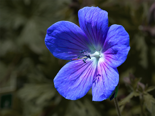 Blaue Blume