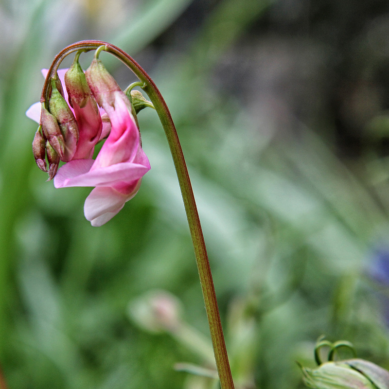 Lathyrus vernus