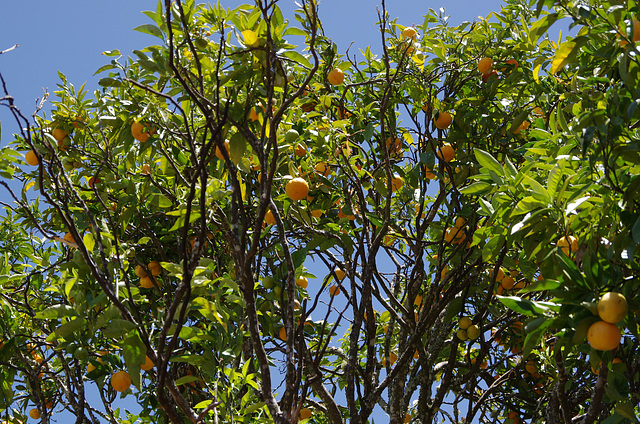 Mandarin Tree