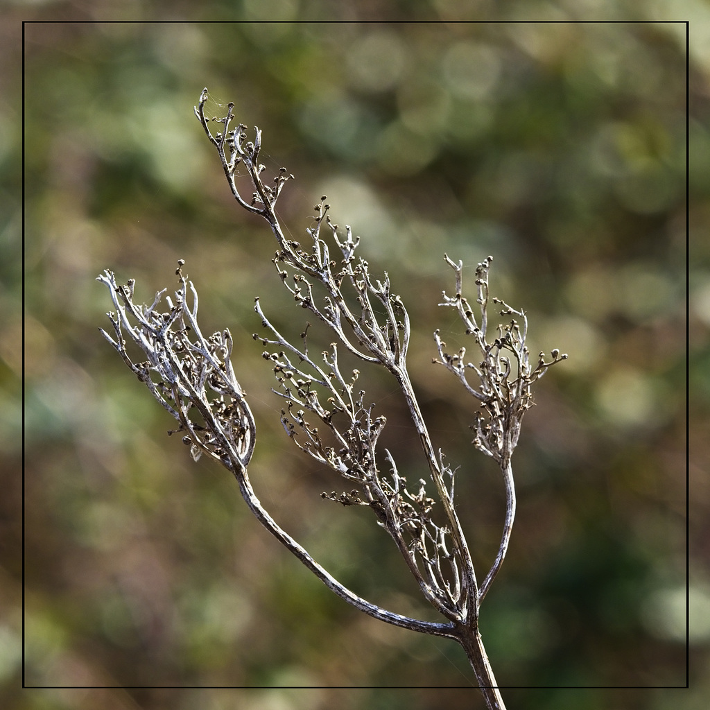 Seed Heads