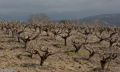 Winter vineyard