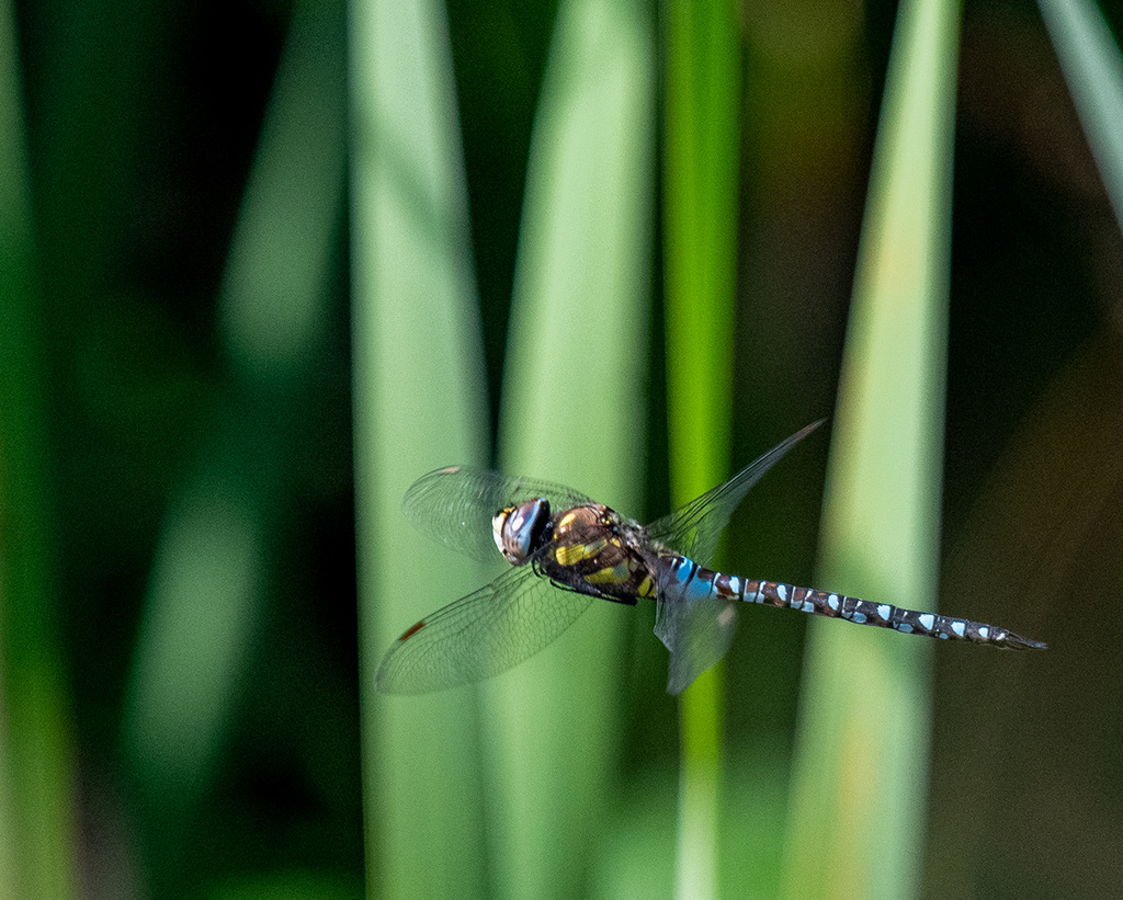 Migrant hawker in flight