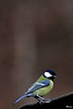 Mésange charbonniere