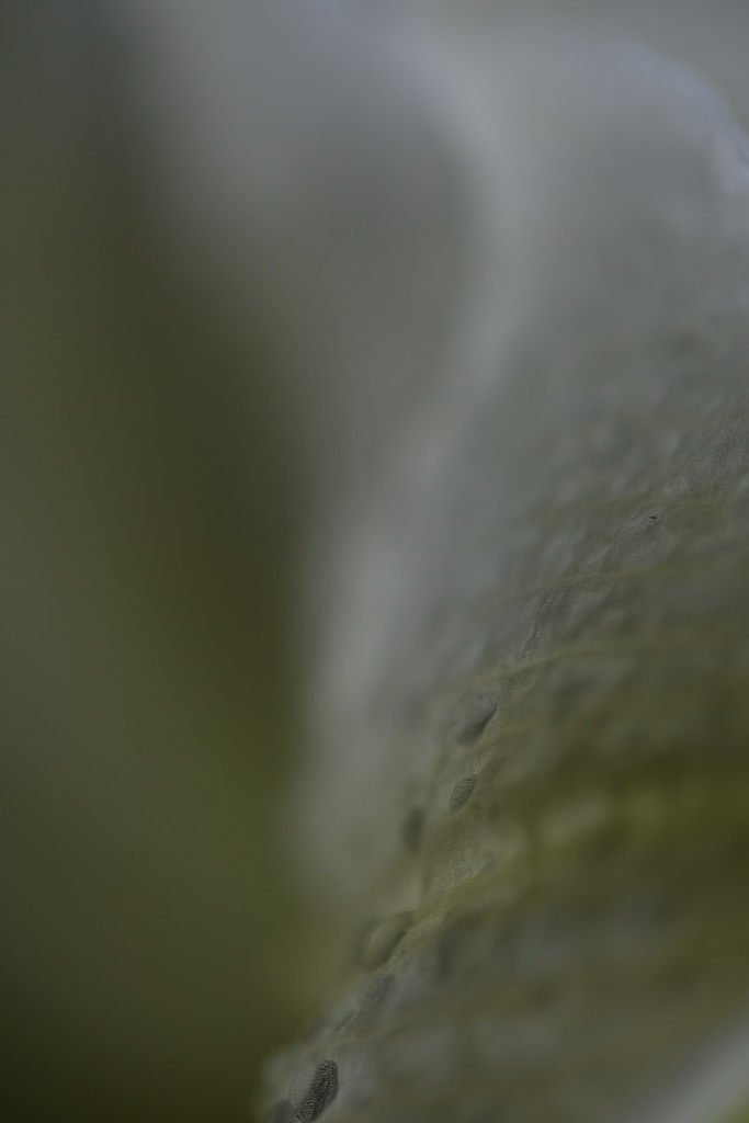 DSCF9849