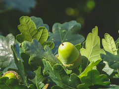 “Mighty oaks from little acorns grow” - Geoffrey Chaucer's Troilus and Criseyde, 1374.