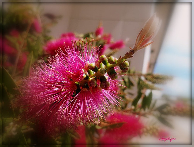 Callistemon : le fameux rince-bouteille...............Bon jeudi à vous !