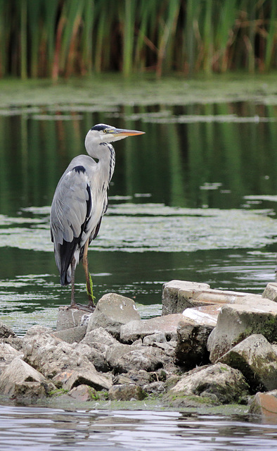 EOS 90D Peter Harriman 12 40 30 72208 greyHeron dpp