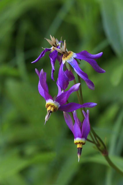 Alaskan Shooting Star