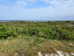 Wildrosen-Dünen