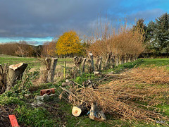 The annual culling of the Willows