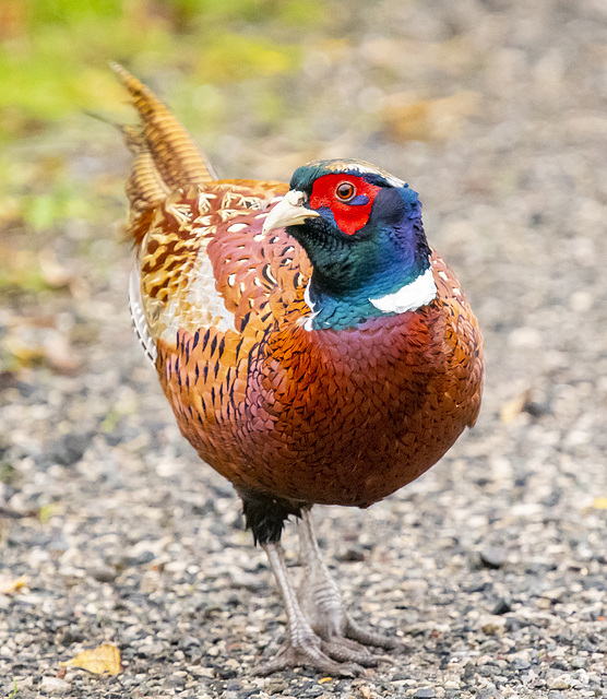 Phil the pheasant
