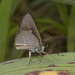 IMG 8061 Skipper