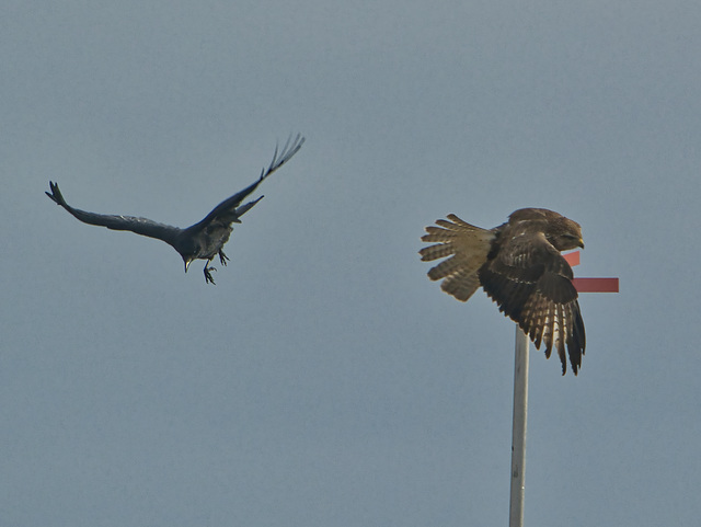 Krähe greift Bussard an