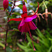 20230723 3117CPw [D~LIP] Scharlach Fuchsie (Fuchsia magellanica) UWZ, BS