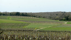 Vignobles du pays de Cognac.