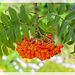 Rowan Tree Berries