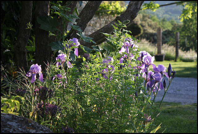 Iris pallida dans le soleil couchant