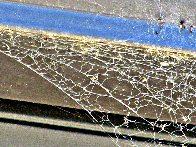 Spider Web