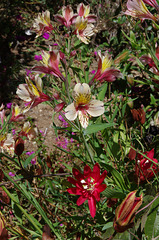 Alstroemeria and Passiflora