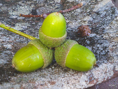 “Mighty oaks from little acorns grow” - Geoffrey Chaucer's Troilus and Criseyde, 1374.