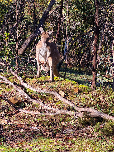 everyone loves the kangaroo