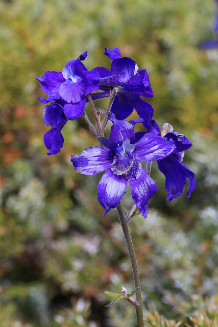 Olympic Larkspur