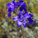 Olympic Larkspur