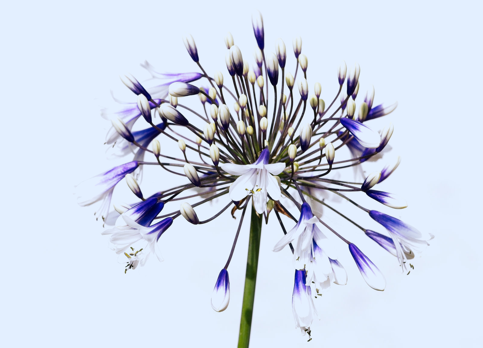 Agapanthus