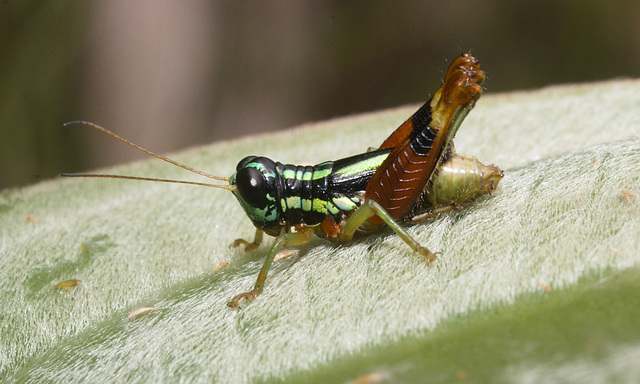 IMG 8069 Grasshopper