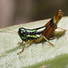 IMG 8069 Grasshopper