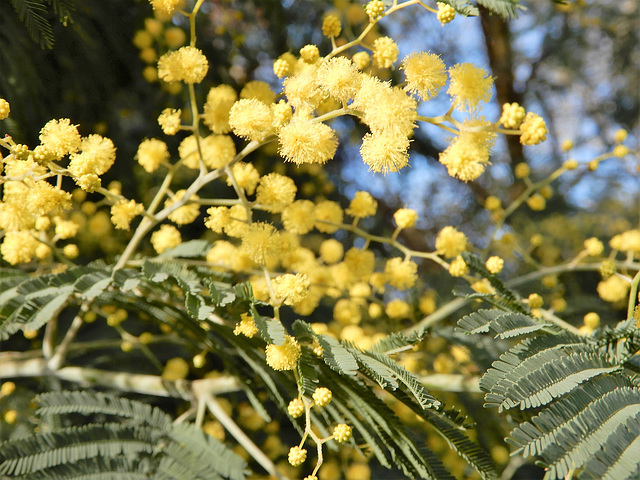 le mimosa