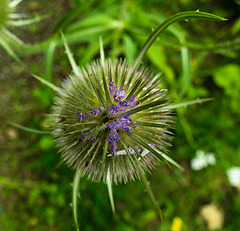 20230723 3119CPw [D~LIP] Wilde Karde (Dipsacus sylvestris), UWZ, BS