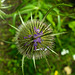 20230723 3119CPw [D~LIP] Wilde Karde (Dipsacus sylvestris), UWZ, BS