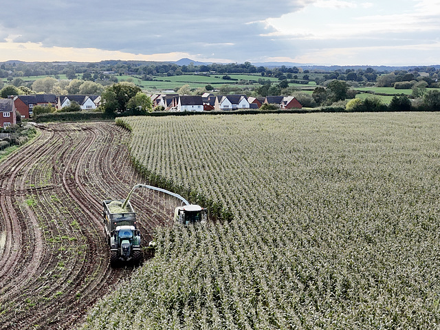 Harvesting the maize