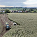 Harvesting the maize