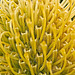 Macro flower