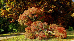 Ludwigslust, Herbst im Schlosspark