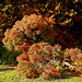 Ludwigslust, Herbst im Schlosspark