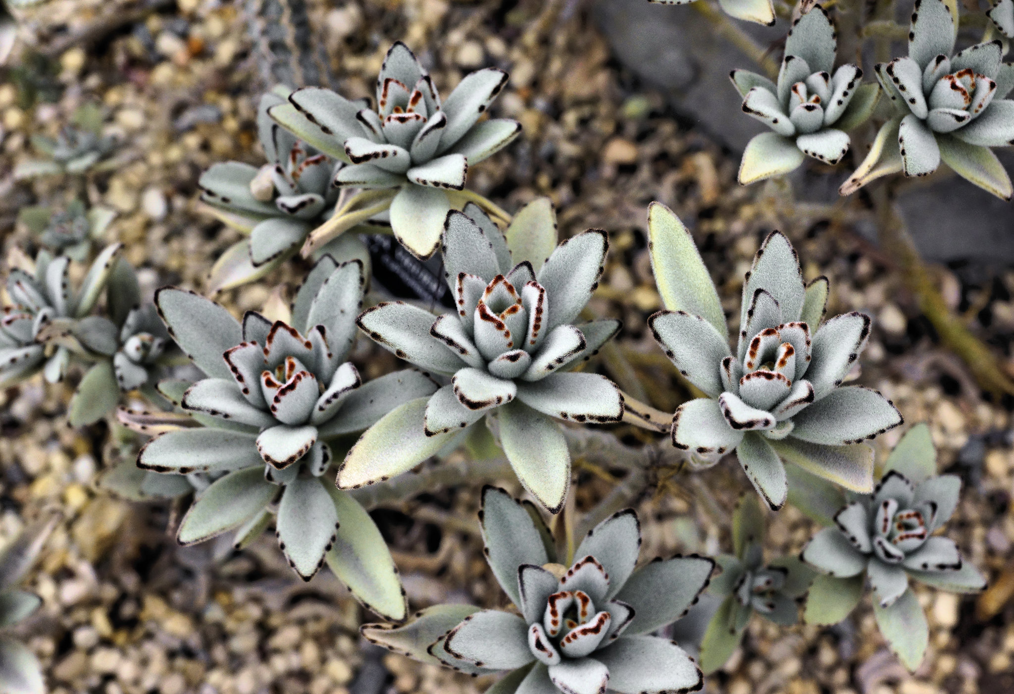 Pussy Ears, Take 2 – Brooklyn Botanic Garden, New York, New York