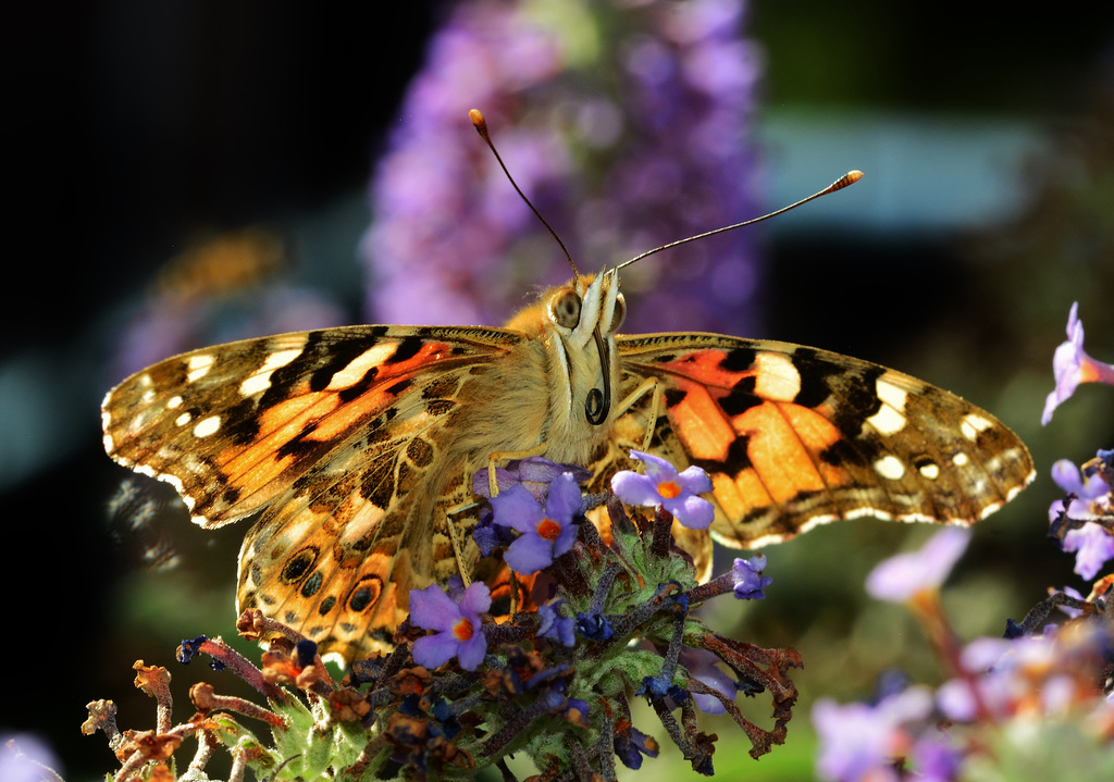 Painted Lady. Vanessa cardui