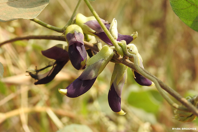 20191208-9859 Mucuna pruriens (L.) DC.