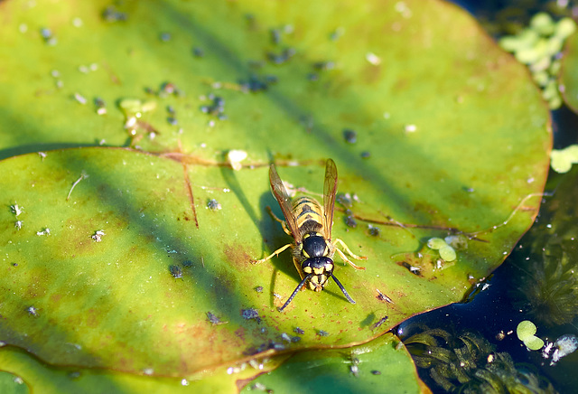 Thirsty Wasp